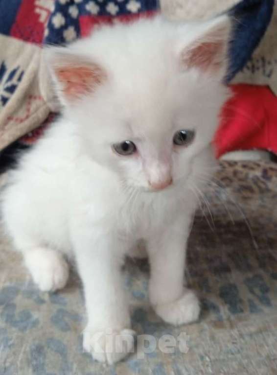 Кошки в Москве: Белый голубоглазик Девочка, Бесплатно - фото 4