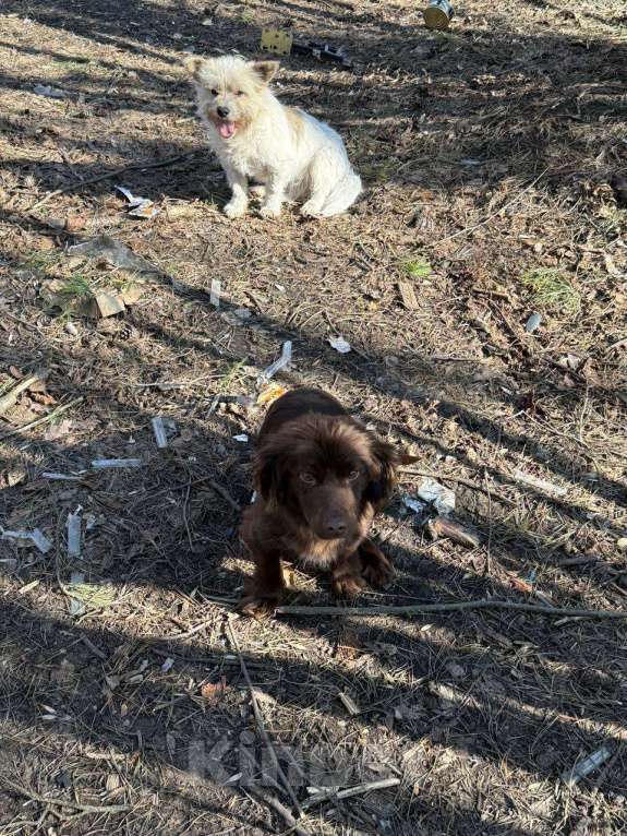 Собаки в Москве: В добрые руки . Мальчик, Бесплатно - фото 1