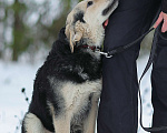 Собаки в Москве: Васко. Неженка из приюта Мальчик, 1 руб. - фото 4
