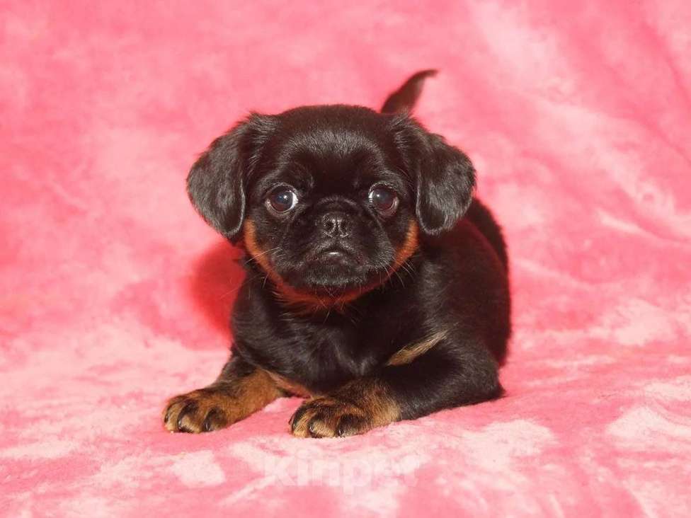 Собаки в Санкт-Петербурге: Очаровательный щенок  Девочка, 80 000 руб. - фото 8