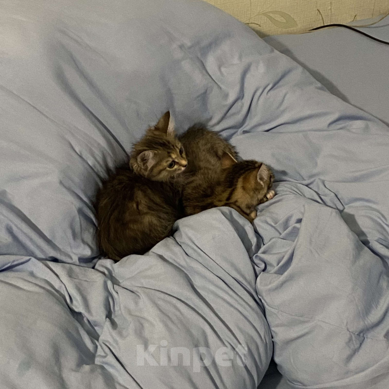 Кошки в Балашихе: котёнок, серая девочка, в добрые руки  Девочка, Бесплатно - фото 4