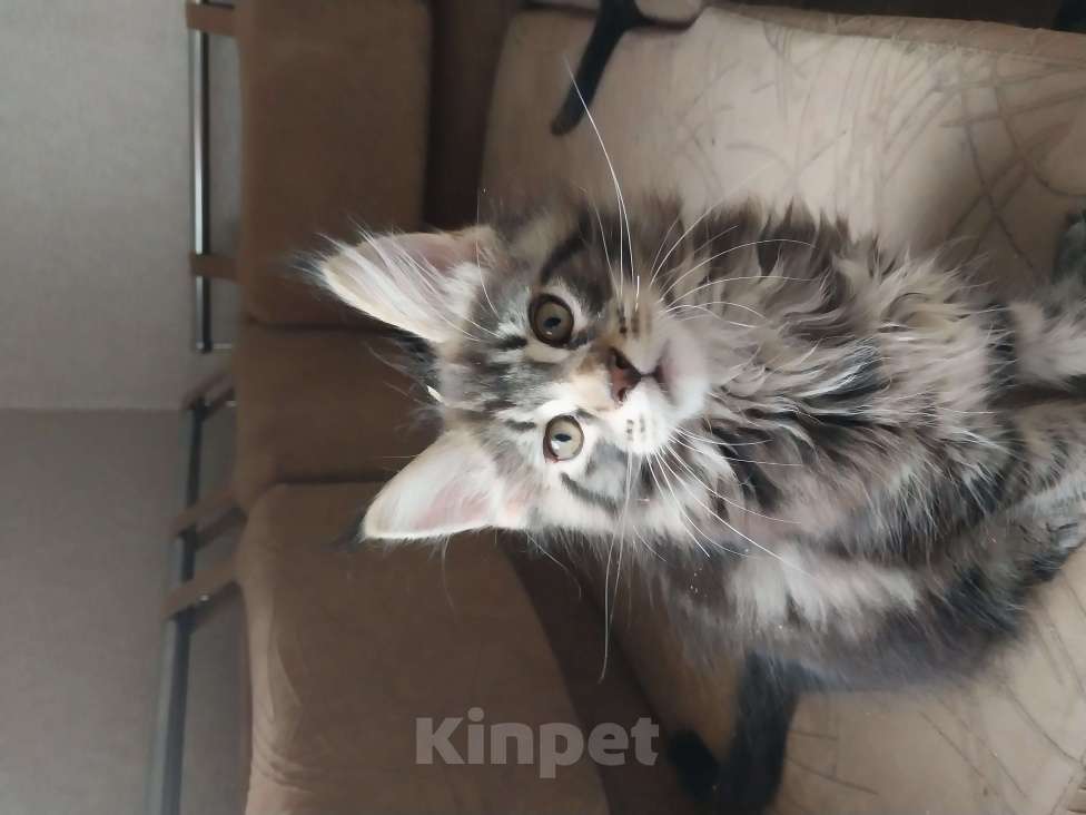 Кошки в Санкт-Петербурге: Котята мейн-куна Мальчик, 16 000 руб. - фото 1
