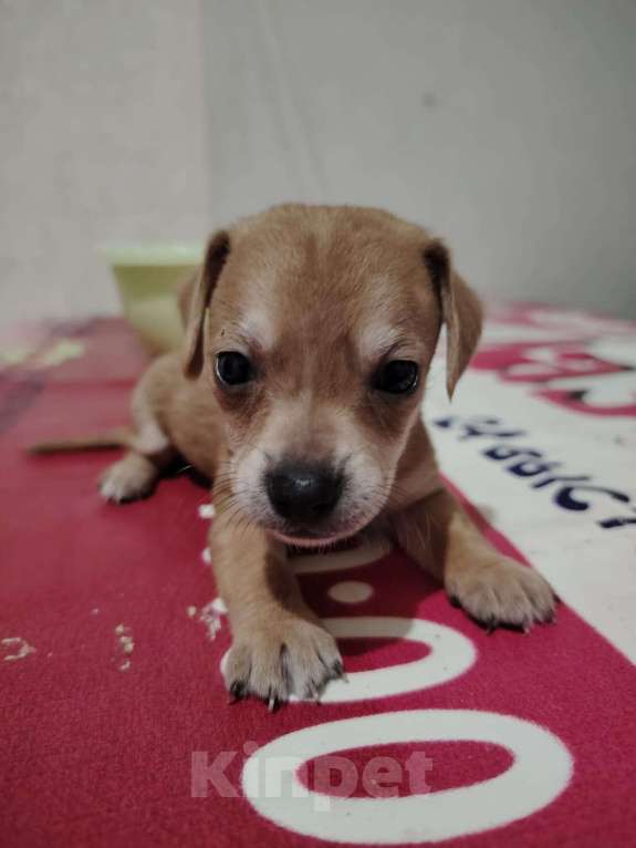 Собаки в Волгограде: Продаются щенки чивини Мальчик, Бесплатно - фото 3