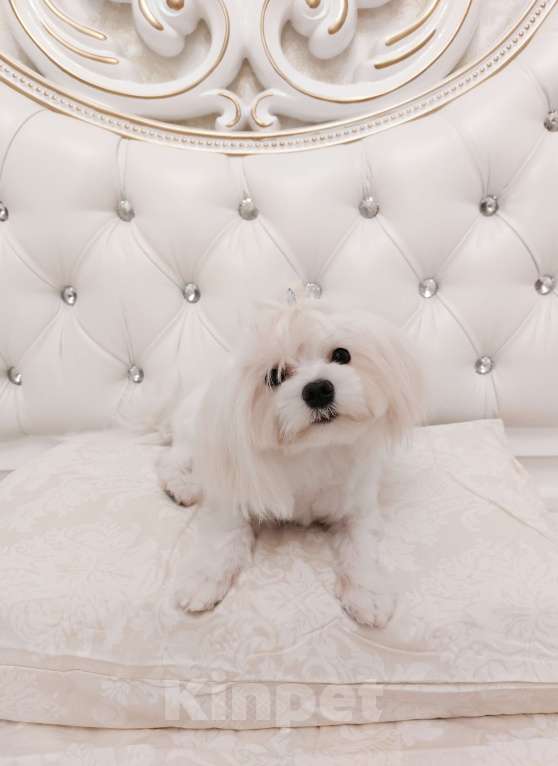 Собаки в Москве: Мальтезе мальчики Мальчик, 38 000 руб. - фото 5