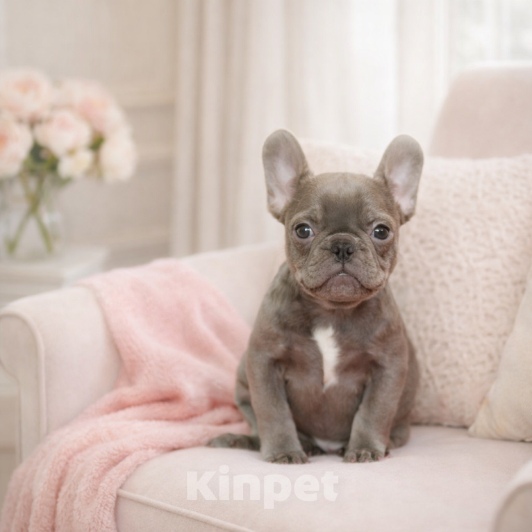 Собаки в Москве: Минималышки французского бульдога Девочка, 60 000 руб. - фото 3
