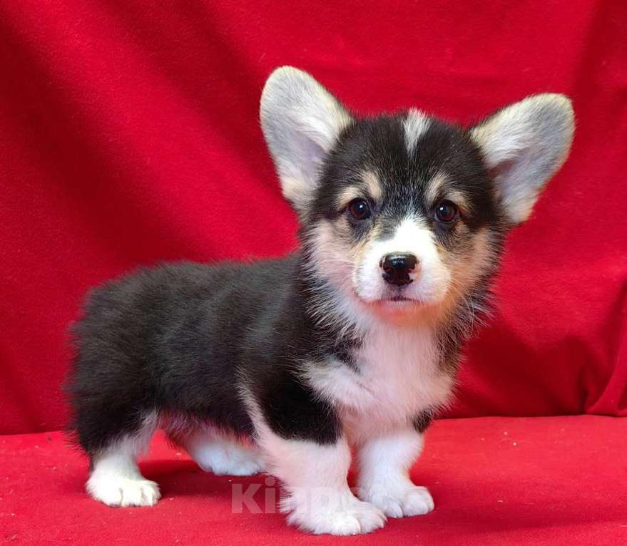 Собаки в Москве: Мальчики и девочки Мальчик, 40 000 руб. - фото 4