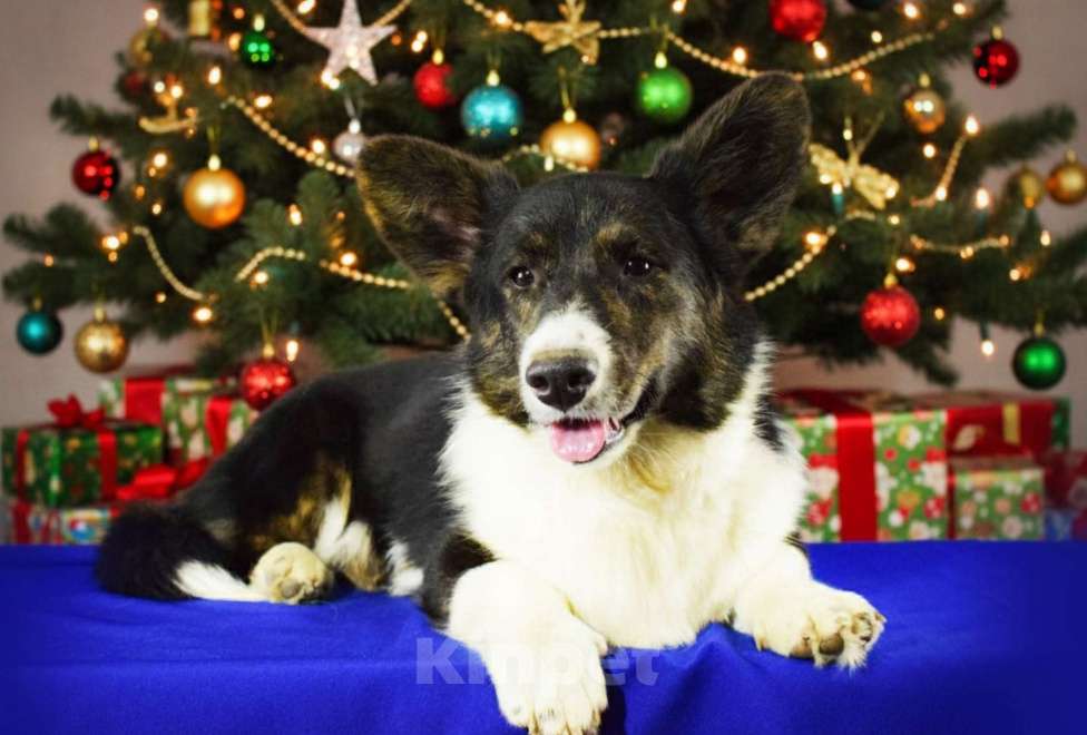 Собаки в Москве: Вельш-корги Кардиган мальчик  Мальчик, 40 000 руб. - фото 1