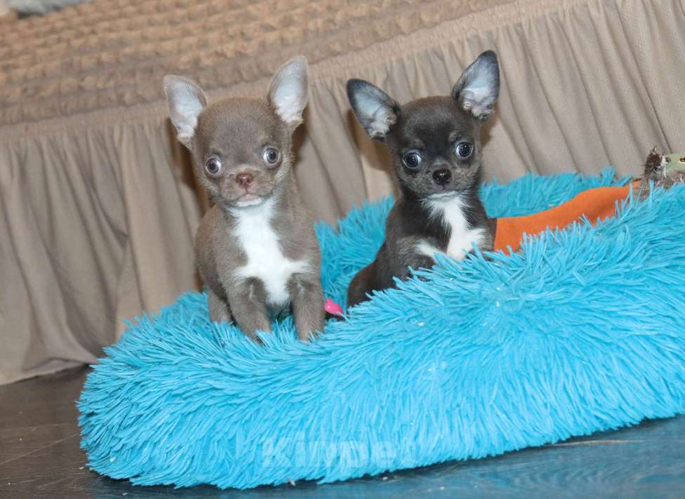 Собаки в Москве: Лиловый и Голубой Чихуахуа Мальчик, 55 000 руб. - фото 1
