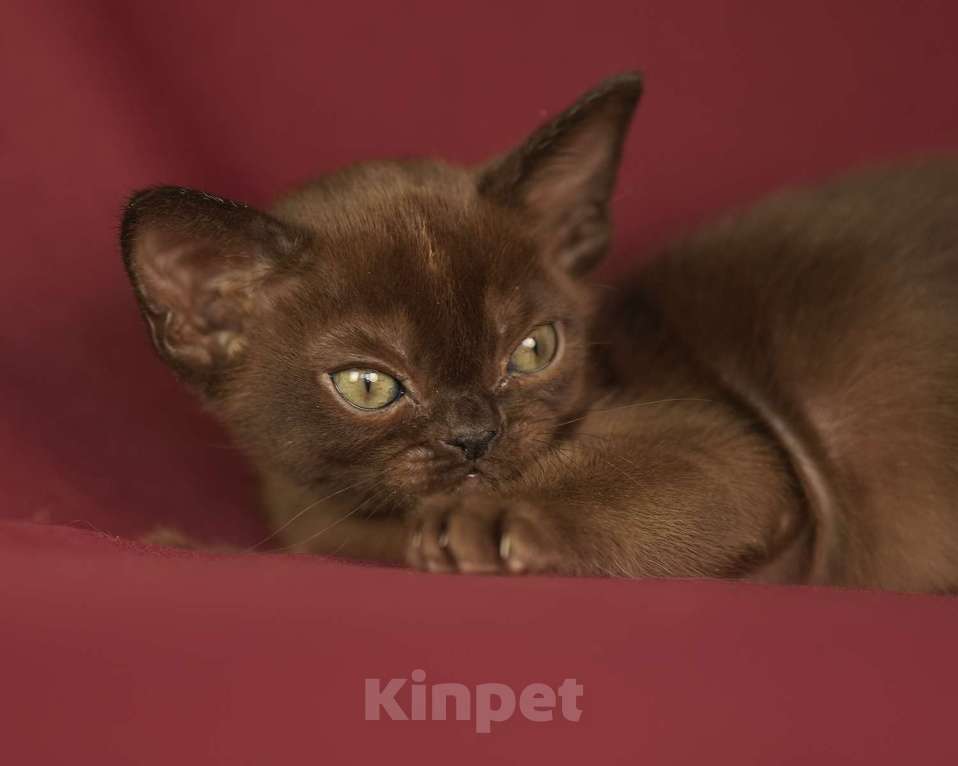 Кошки в Москве: Соболиный бурманский котенок Мальчик, 100 000 руб. - фото 4