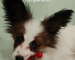 Собаки в Подольске: Папильон щенки Мальчик, Бесплатно - фото 1