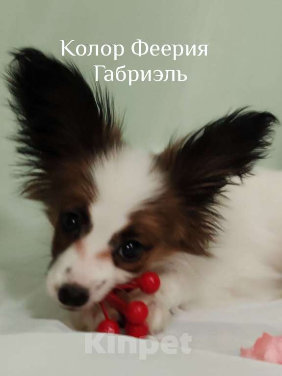 Собаки в Подольске: Папильон щенки Мальчик, Бесплатно - фото 1