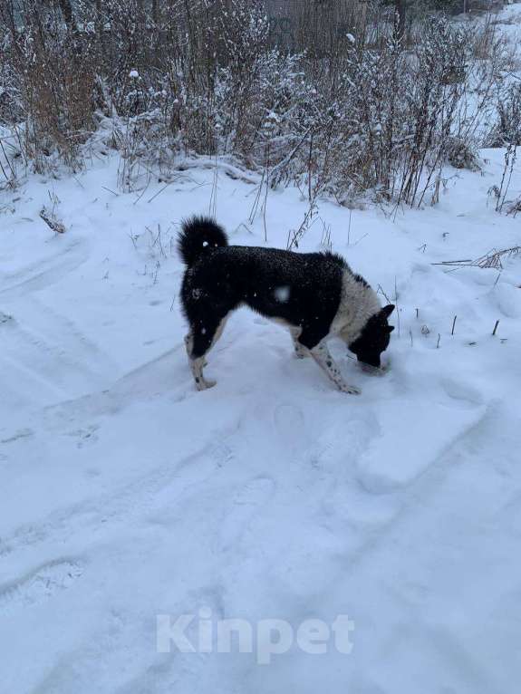 Собаки в Луге: В добрые руки Мальчик, Бесплатно - фото 2