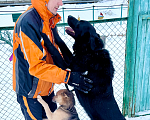 Собаки в Москве: Барт - ваша личная батарейка энергии и позитива Мальчик, 10 руб. - фото 6