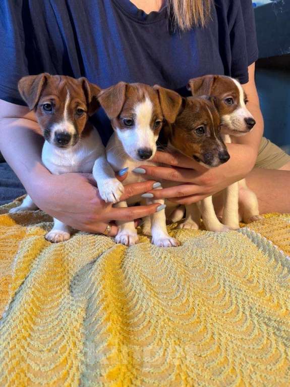 Собаки в Кашире: Щенки Разнополые, 20 000 руб. - фото 1