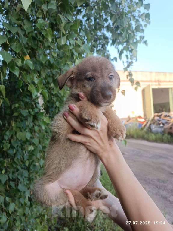 Собаки в Подольске: Щенок в добрые руки Девочка, Бесплатно - фото 2