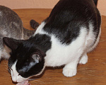 Кошки в Москве: Черно-белый котенок девочка Шанти, 4 месяца Девочка, Бесплатно - фото 8