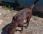 Собаки в Уссурийске: Лабрадор на вязку, 15 руб. - фото 6