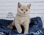 Кошки в Санкт-Петербурге: Британский котенок лилового окраса (девочка) Девочка, 20 000 руб. - фото 4