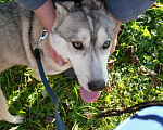 Собаки в Бронницах: Хаски ищет хозяина Девочка, Бесплатно - фото 8