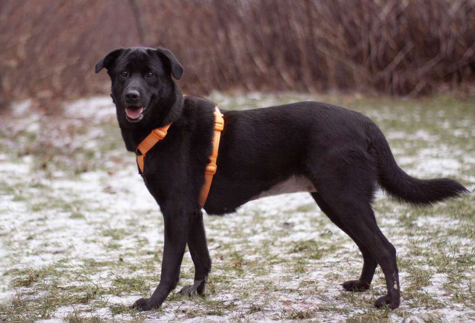 Собаки в Москве: Вильма фенотип лабрадора в добрые руки Девочка, Бесплатно - фото 5