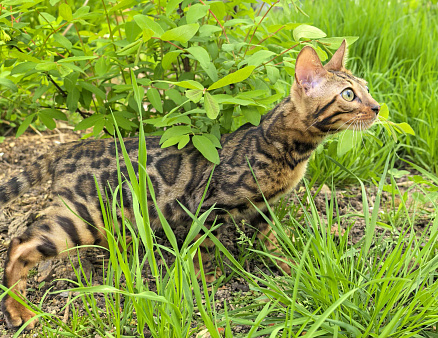 Бенгальский котёнок