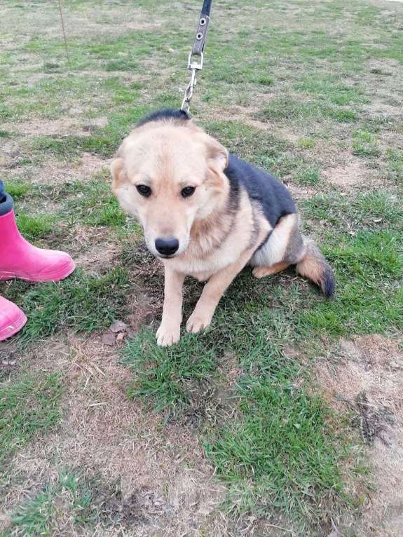 Собаки в Москве: Вики, хитрюга-щенок Девочка, Бесплатно - фото 3