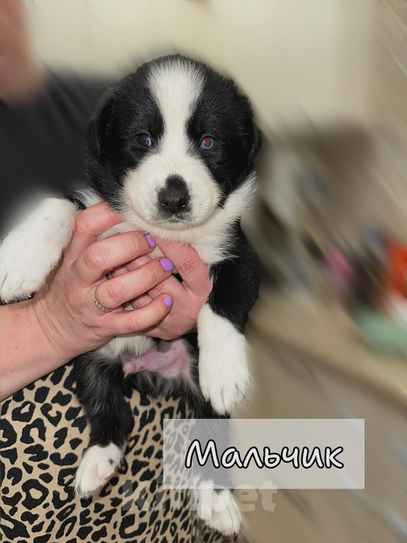 Собаки в других городах Московской области: Щенки хаски х сао Разнополые, Бесплатно - фото 6