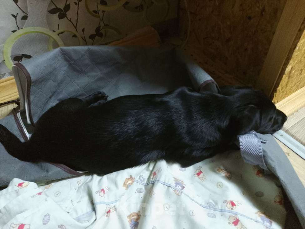 Собаки в Великом Новгороде: Отдам в добрые руки Мальчик, Бесплатно - фото 1