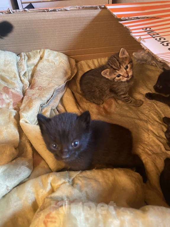 Кошки в Ижевске: Отдам котенка в добрые руки  Мальчик, Бесплатно - фото 4