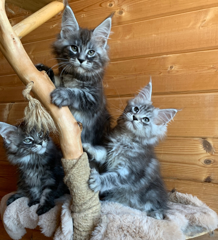 Кошки в Санкт-Петербурге: Котята мейн кун из питомника Девочка, 20 000 руб. - фото 2