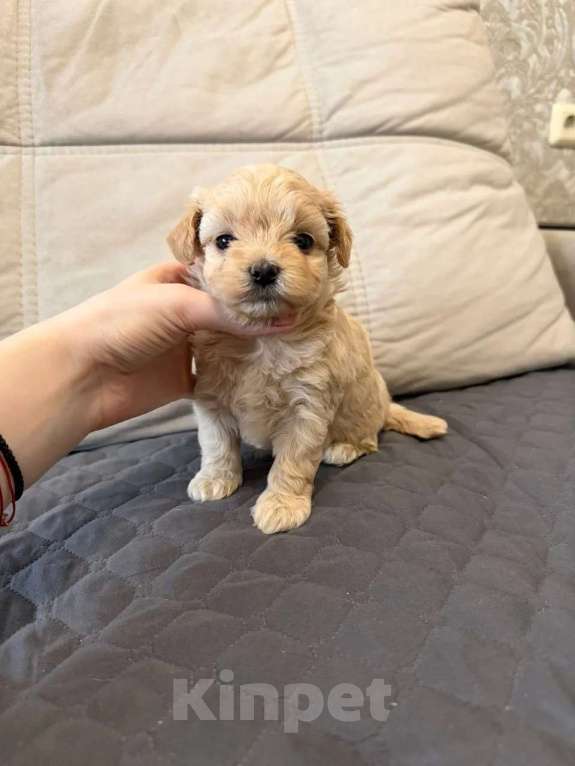 Собаки в Москве: Девочка мини Девочка, Бесплатно - фото 3