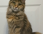 Кошки в Мытищах: Котенок Мейн-кун Девочка, 25 000 руб. - фото 1