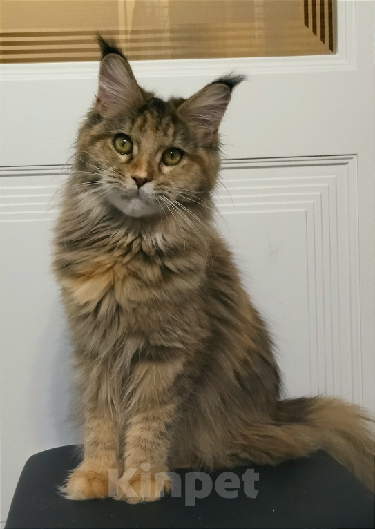 Кошки в Мытищах: Котенок Мейн-кун Девочка, 25 000 руб. - фото 1