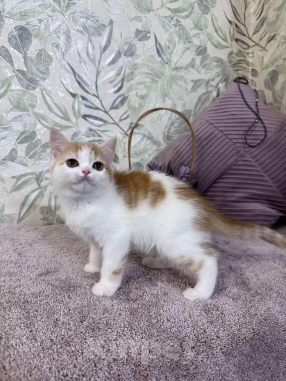 Кошки в Москве: Шотландский короткошерстный котенок Девочка, 45 000 руб. - фото 3