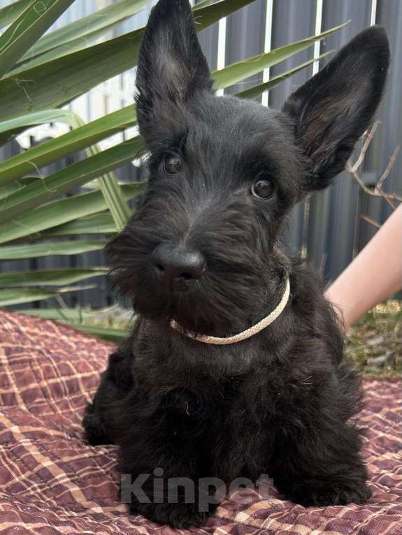 Собаки в Москве: породные щенки скотч терьера (девочки) Девочка, 70 000 руб. - фото 2