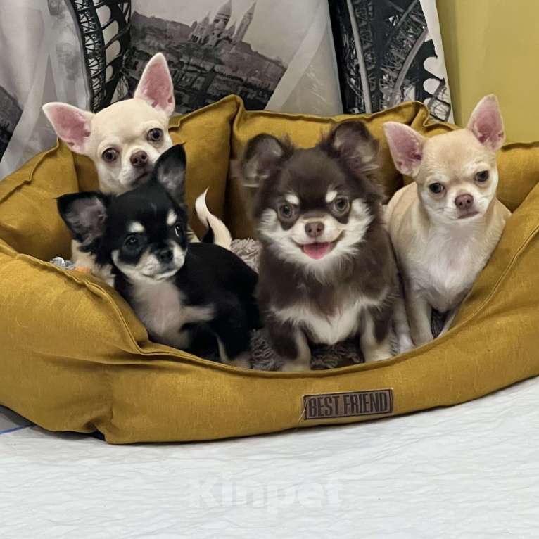 Собаки в Москве: Девочка чихуахуа. Домашний питомец.  Девочка, 30 000 руб. - фото 2