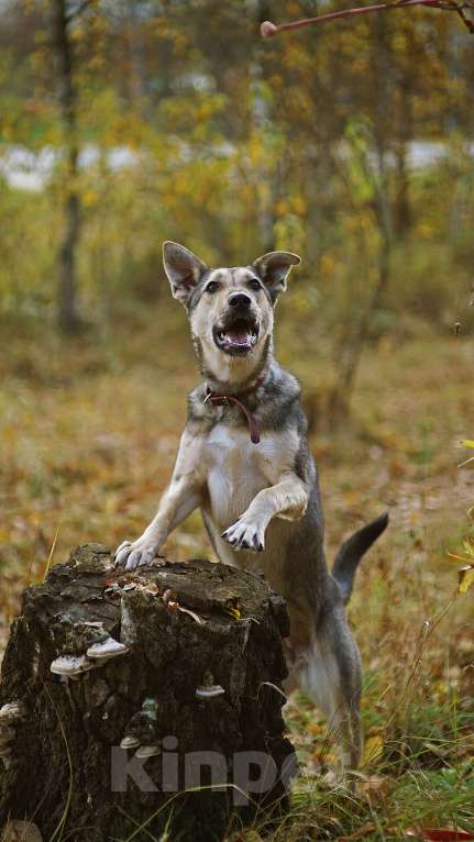 Собаки в Ногинске: Мэй - забавная собачка совсем юного возраста ждет свою семью в приюте! Девочка, Бесплатно - фото 7