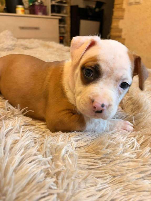 Собаки в Москве: Девочка АСТ Девочка, 25 000 руб. - фото 1