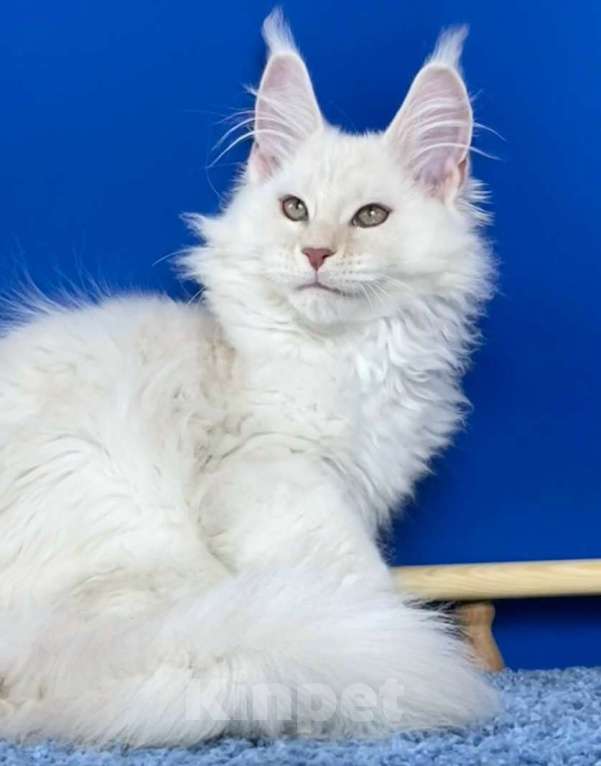 Кошки в Санкт-Петербурге: Мейн кун котята купить  Мальчик, 80 000 руб. - фото 2