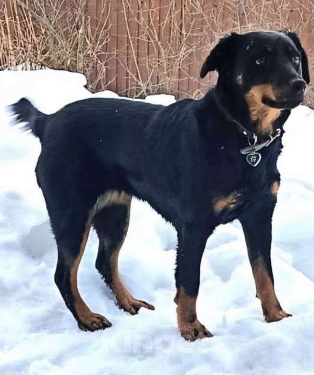 Собаки в других городах Московской области: Маленькая собачка Чапа в поисках дома Девочка, Бесплатно - фото 1