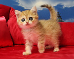 Кошки в Клине: Яркая золотая кошечка Девочка, 15 000 руб. - фото 5