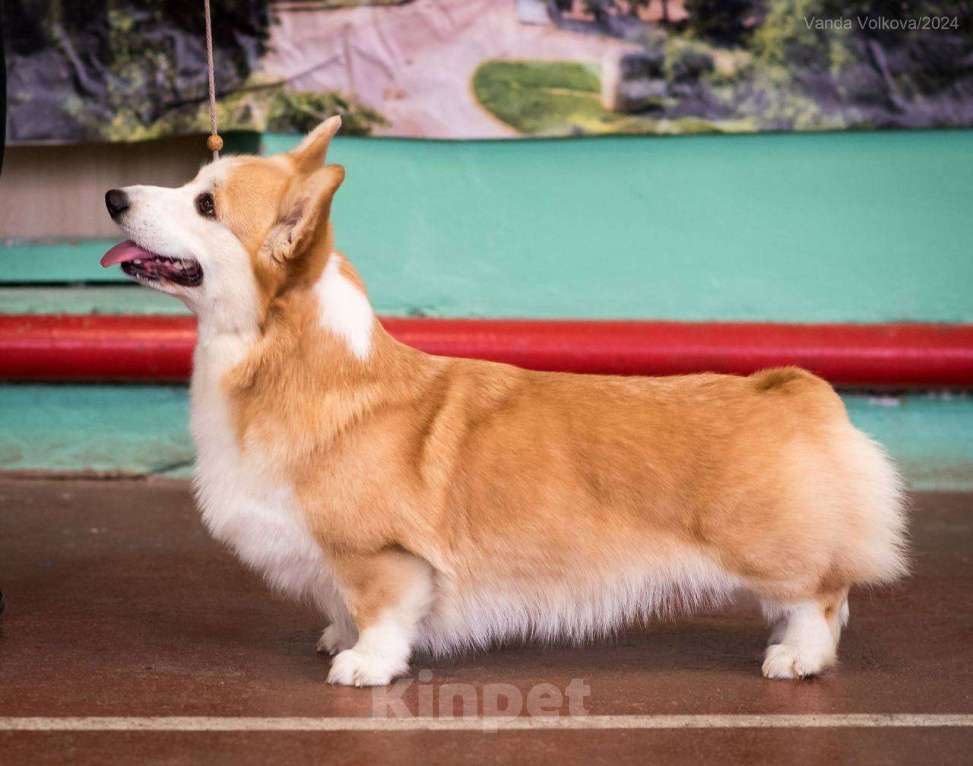 Собаки в Москве: Щенки Вельш корги пемброк флаффи Девочка, 50 000 руб. - фото 3