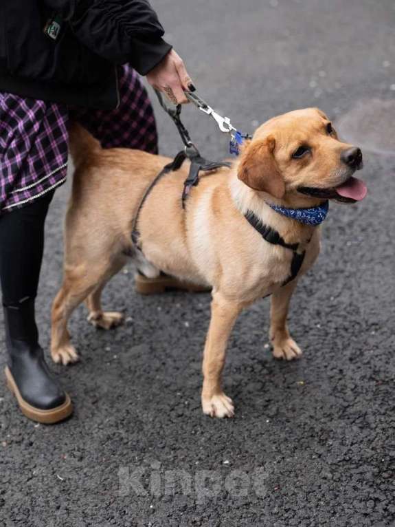 Собаки в Москве: Лабрадор Теодор в приюте Мальчик, Бесплатно - фото 1