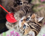 Кошки в Химках: Шотландские прямоухие котята Разнополые, 15 000 руб. - фото 3
