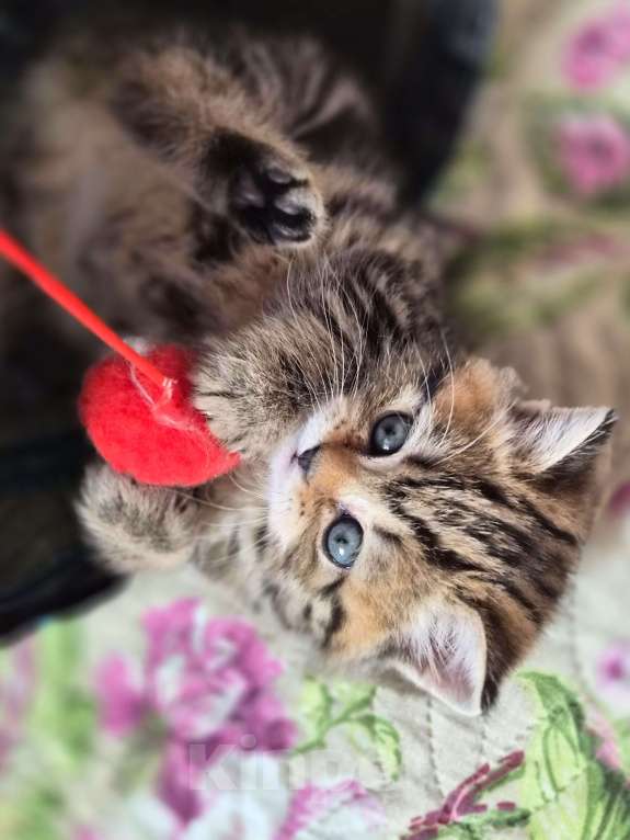 Кошки в Химках: Шотландские прямоухие котята Разнополые, 15 000 руб. - фото 3