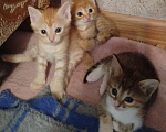 Кошки в Астрахани: Котята Разнополые, Бесплатно - фото 6