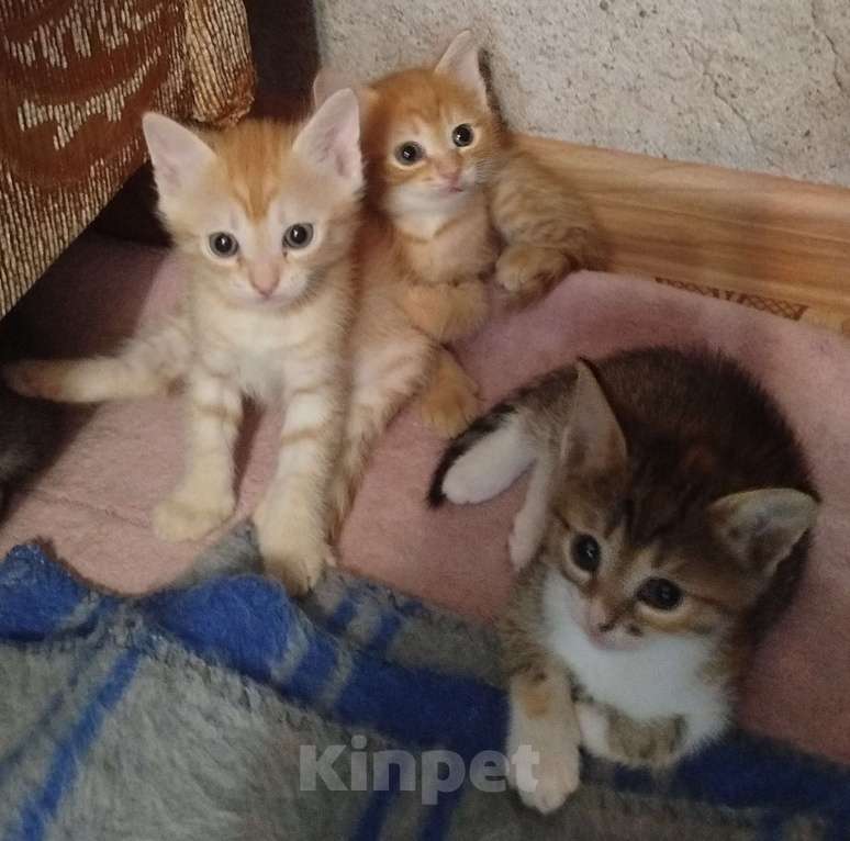 Кошки в Астрахани: Котята Разнополые, Бесплатно - фото 6