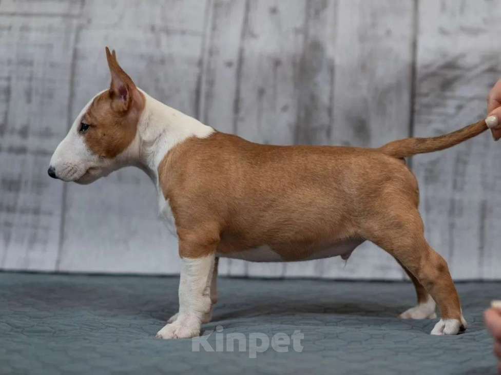 Собаки в Москве: Бультерьер стандартный, щенок Мальчик, Бесплатно - фото 3