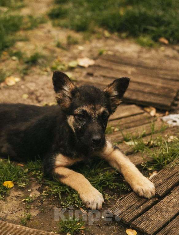Собаки в Москве: Щеночек помесь с овчаркой Девочка, Бесплатно - фото 7