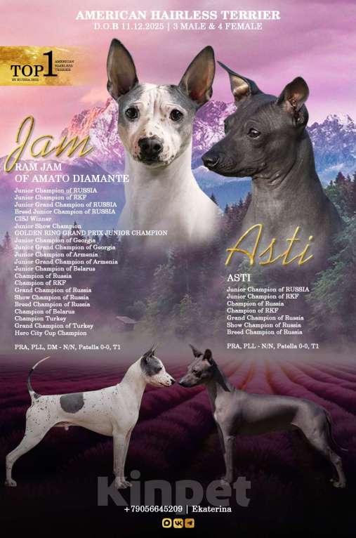 Собаки в Нижнем Новгороде: Щенки Американский голый терьер Разнополые, Бесплатно - фото 1